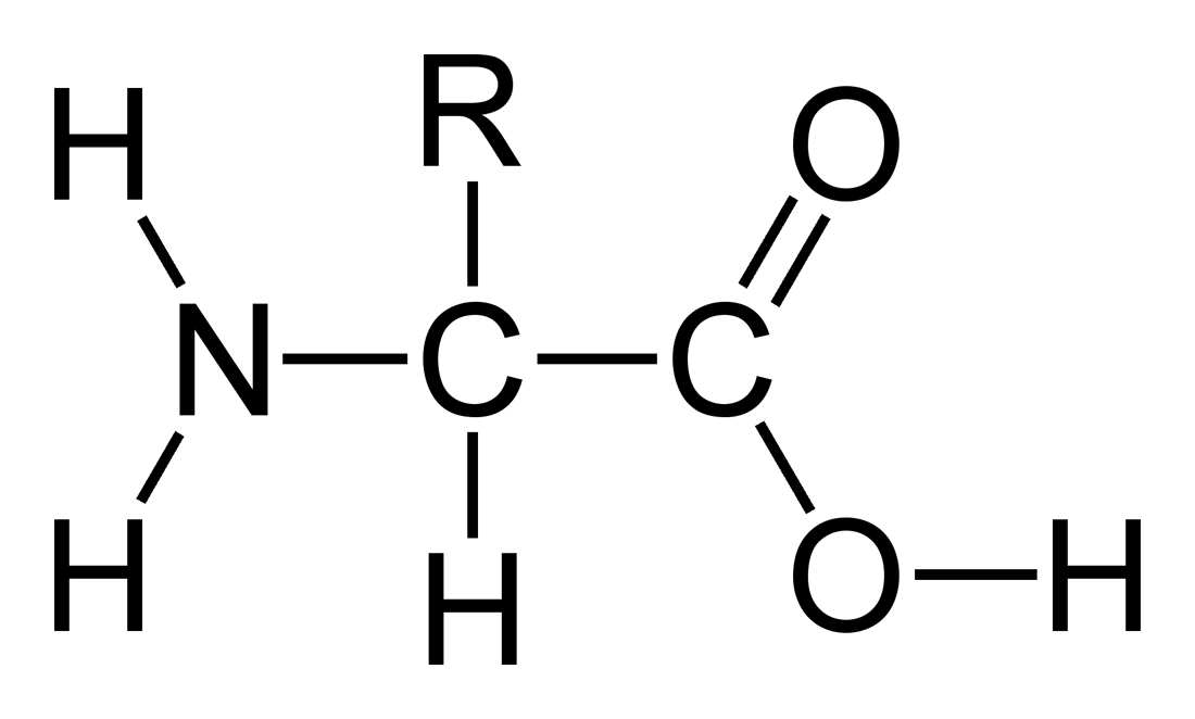 amino acid