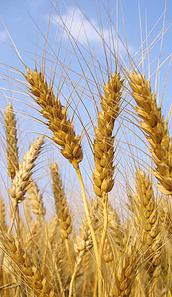 wheat